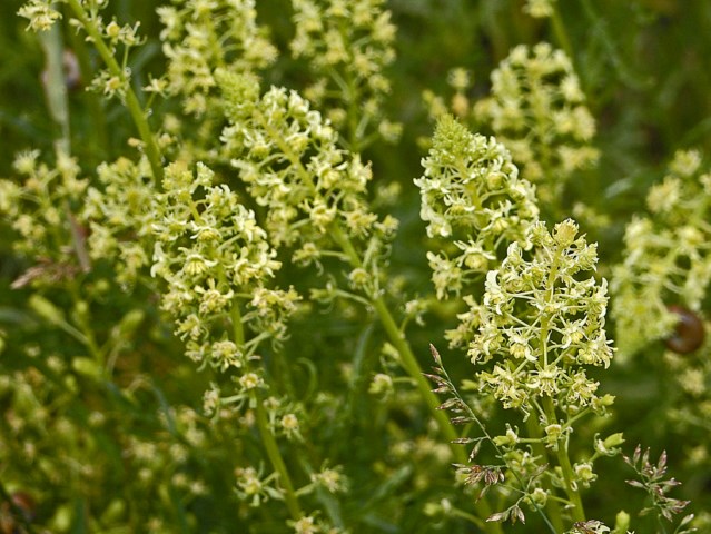 Reseda phyteuma / Reseda selvatica